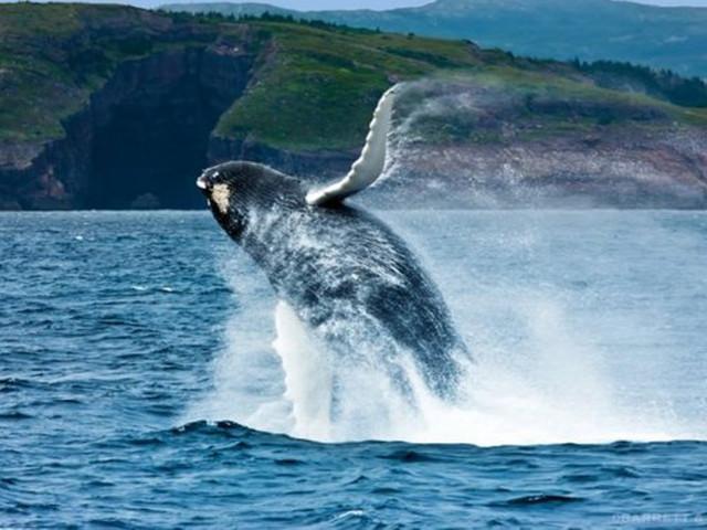 沙漠避难所